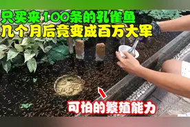 孔雀鱼该怎么养？买来100条孔雀鱼，教你几个月后繁殖出百万大军