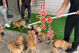 如何挑选适合自己的幼犬？从哪几个方面下手？训犬师全程视频讲解视频封面