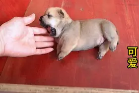 刚出生14天的小奶狗，个个都是狗小脾气大，奶凶奶凶的真可爱