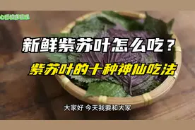 新鲜紫苏叶怎么吃？紫苏叶的十种神仙吃法，学会让你做出好吃美食