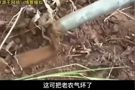 西安老农挖出一蛇,本以为就是一条普通的,专家这就是皇家的金龙视频封面