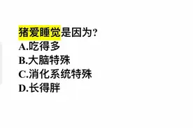 猪爱睡觉是因为？这几个答案，你选择哪一个？