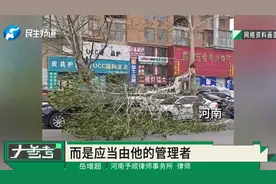 大风天气车辆被树木砸中谁来赔？律师解答