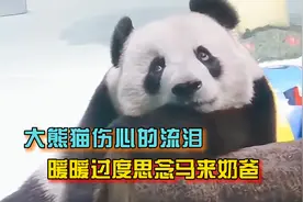 大熊猫伤心也会流眼泪，暖暖太思念马来奶爸，伤心到痛哭流涕