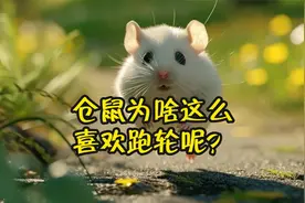 仓鼠为啥这么喜欢跑轮呢？这背后有几个小秘密哦！