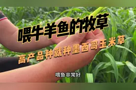 牛、羊、鱼、猪、鸡鸭鹅都喜食的牧草，高产牧草就种墨西哥玉米草视频封面