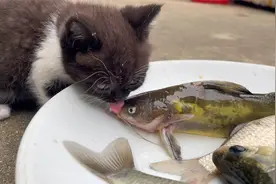 上次谁说让小猫吃活鱼来着，这不，来看看小猫怎么吃活鱼！！