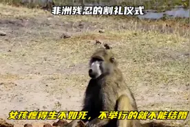 非洲残忍的割礼仪式，女孩疼得生不如死，不举行的就不能结婚视频封面