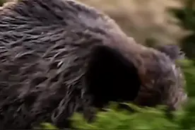 世界上最大的野猪体重竟达到2000斤#野生动物零距离