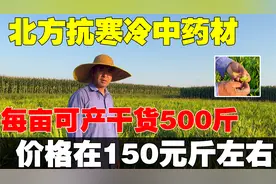 北方抗寒冷中药材介绍射干：每亩可产干货500斤。