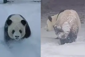 哈尔滨大熊猫看见雪的反差有多大？网友：一个i熊，一个e熊视频封面