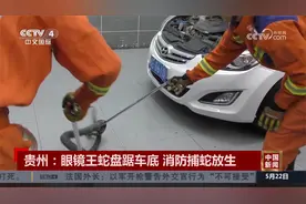 贵州：眼镜王蛇盘踞车底 消防捕蛇放生视频封面