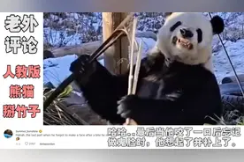 “人教版”熊猫火到国外，百万老外看他掰竹子，老外：太可爱了！视频封面