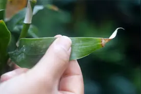 富贵竹黄叶又干尖？解决方法也简单，两招轻松搞定视频封面