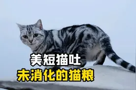 美短猫吐未消化的猫粮？看看你家猫有没有这些问题视频封面