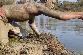 户外捕鱼：男孩把全身裹满泥巴后趴在河边抓鱼视频封面