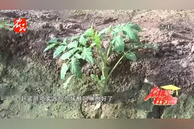 科技助农|设施蔬菜雨后如何管理措施：除沙、消毒、保秧、补营养视频封面