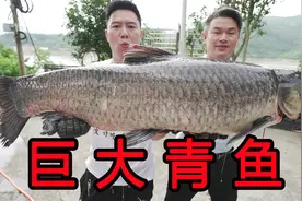 这辈子见过最大的淡水鱼，破开肚子就发现大宝贝 #青鱼 #淡水鱼