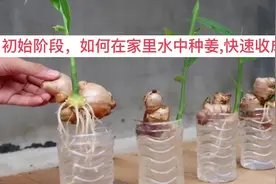 水中种姜快速收成！水培种植技巧