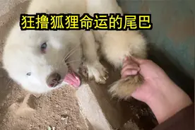 狐狸尾巴也太敏感了，一摸它浑身就软绵绵的，躺地上随你欺负！