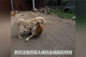 河北土狗火成外网顶流，下司犬长毛逆袭查理国王，被称最强阿尔法视频封面