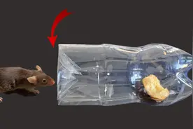 家里进了老鼠别着急！教你一招，来多少消灭多少，安全无毒，真棒视频封面