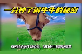 毛肚，牛肚，金钱肚，千层肚，你都知道是牛牛的什么部位吗
