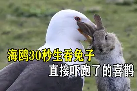 大海鸥30秒生吞野兔，凶悍的行径，直接吓跑了旁边的喜鹊视频封面