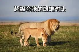 东非新型巨狮之首，夸张的雌雄对比，为何五岁还是秃头视频封面