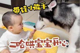 狗狗拼命哄宝宝开心，因太过卖力差点把宝宝笑岔气，比亲生的还亲视频封面