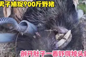 男子捕捉900斤野猪，剖开肚子一看，却吓得掉头就跑