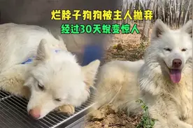 紧急救助烂脖子狗狗，主人扔下100块就离去，经30天治疗脱胎换骨视频封面