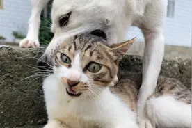 猫跟狗究竟谁厉害？