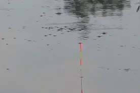 窝里有鲫鱼却不咬钩，教你3招轻松搞定，让大鲫鱼乖乖上钩