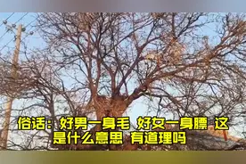 俗话：“好男一身毛，好女一身膘”，这是什么意思？有道理吗？视频封面