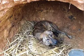 母狗在山上生崽，回家带主人去看孩子，当主人过去一看顿时傻眼了