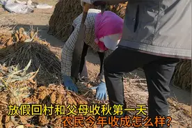 山西农村收割小米流程，机械化有多轻松？降温做搁锅面太香了