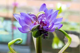 【精彩视频】罕见！广州莲花山五天惊现五朵睡莲奇花视频封面