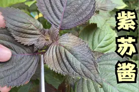 广东安铺人自制的紫苏酱，原来紫苏叶可以这样做成酱，拌饭超一流