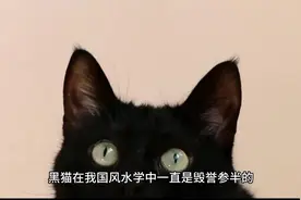 黑猫跑进您家门到底是福还是祸 听风水先生解释给你听