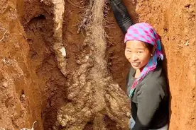 云南夫妻发现野生巨型山药，挖了3天，去卖了700多块！视频封面
