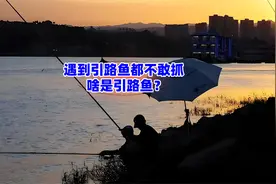 钓鱼人遇到引路鱼都不敢抓，啥是引路鱼？现实中真的存在吗？