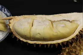 5.5斤的金枕榴莲，出肉率高达50%，掌握好诀窍，轻松开出报恩榴莲视频封面