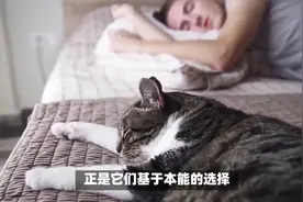猫睡在头边和脚边的区别，你都知道吗？别急！兽医告诉你真相！