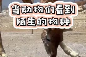 动物们遇到陌生物种时的反应！ #动物  #动物世界  #可爱动物  #萌宠  #海洋馆 