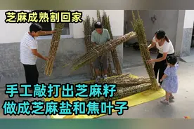 芝麻成熟割回家，公婆晾晒7天，敲出芝麻籽，做芝麻盐和焦叶子吃视频封面