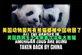 美国50年来首次没有熊猫！美国动物园所有熊猫都被中国收回了！