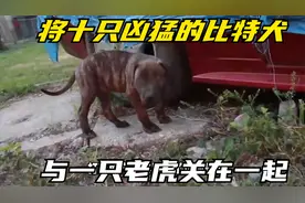 将十只凶猛的比特犬，与一只老虎关在一起，老虎能坚持多久视频封面