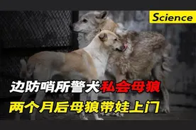内蒙边防哨所警犬擅离职守，私会深山母狼，谁料从此被赖上了！