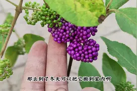 一种“小盆栽”，开花就结果，果子紫色上百个，挂在树上近百天视频封面